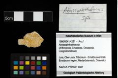 Foto (Objekt + Etiketten) von Abyssophthalmus sp. 